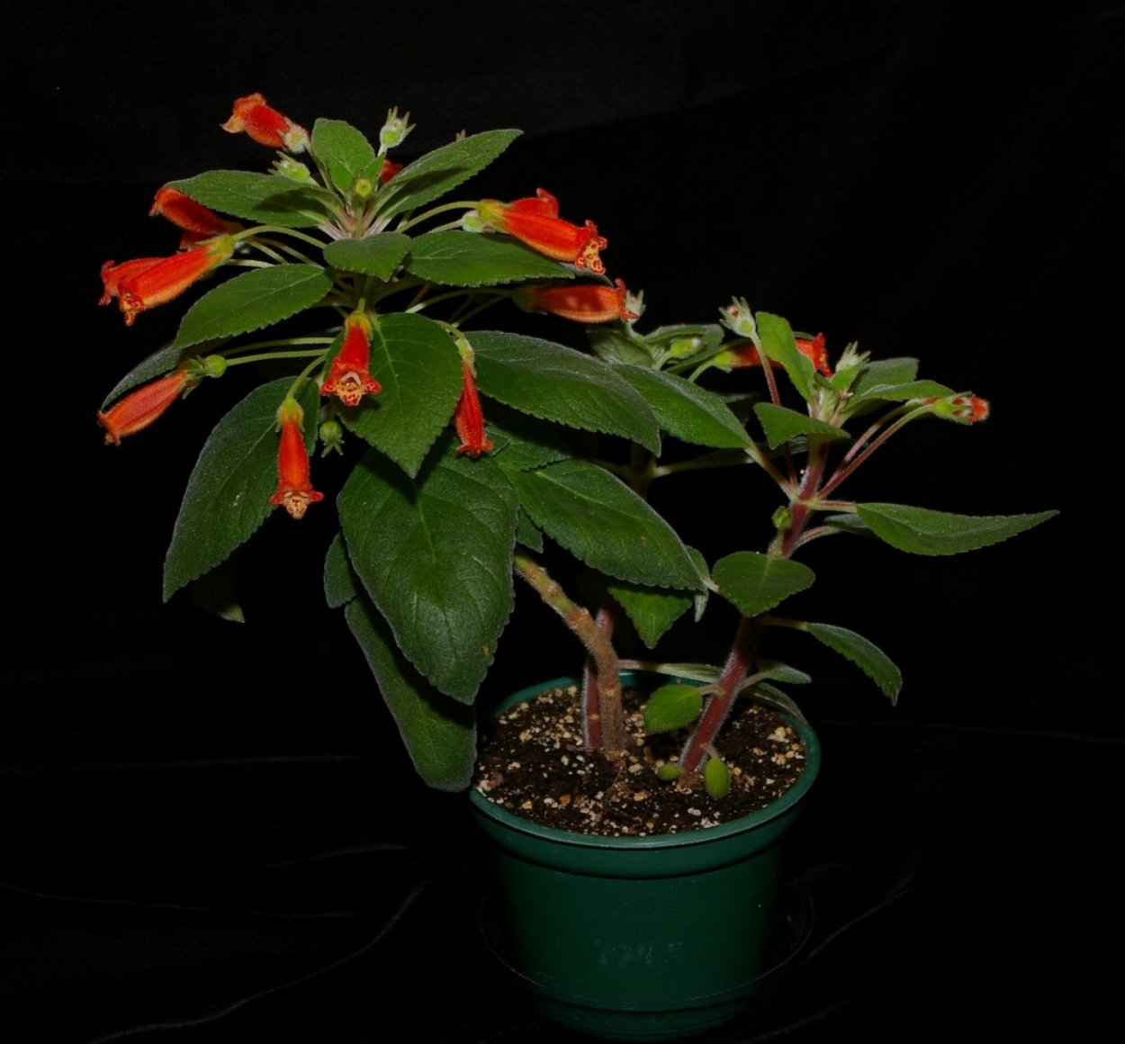 Цветок ризома Калерия