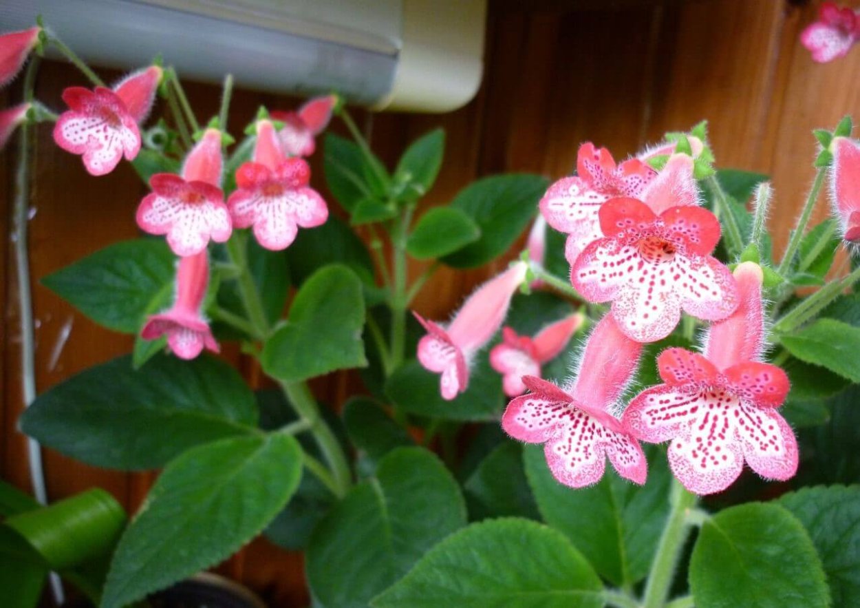 Калерия ампельная