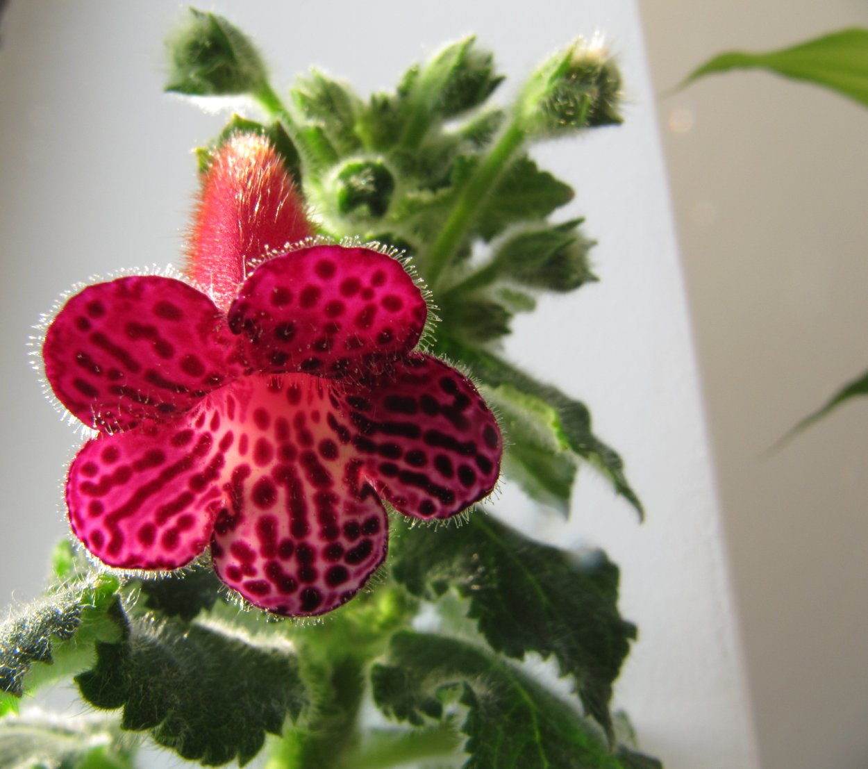 Колерия гибридная