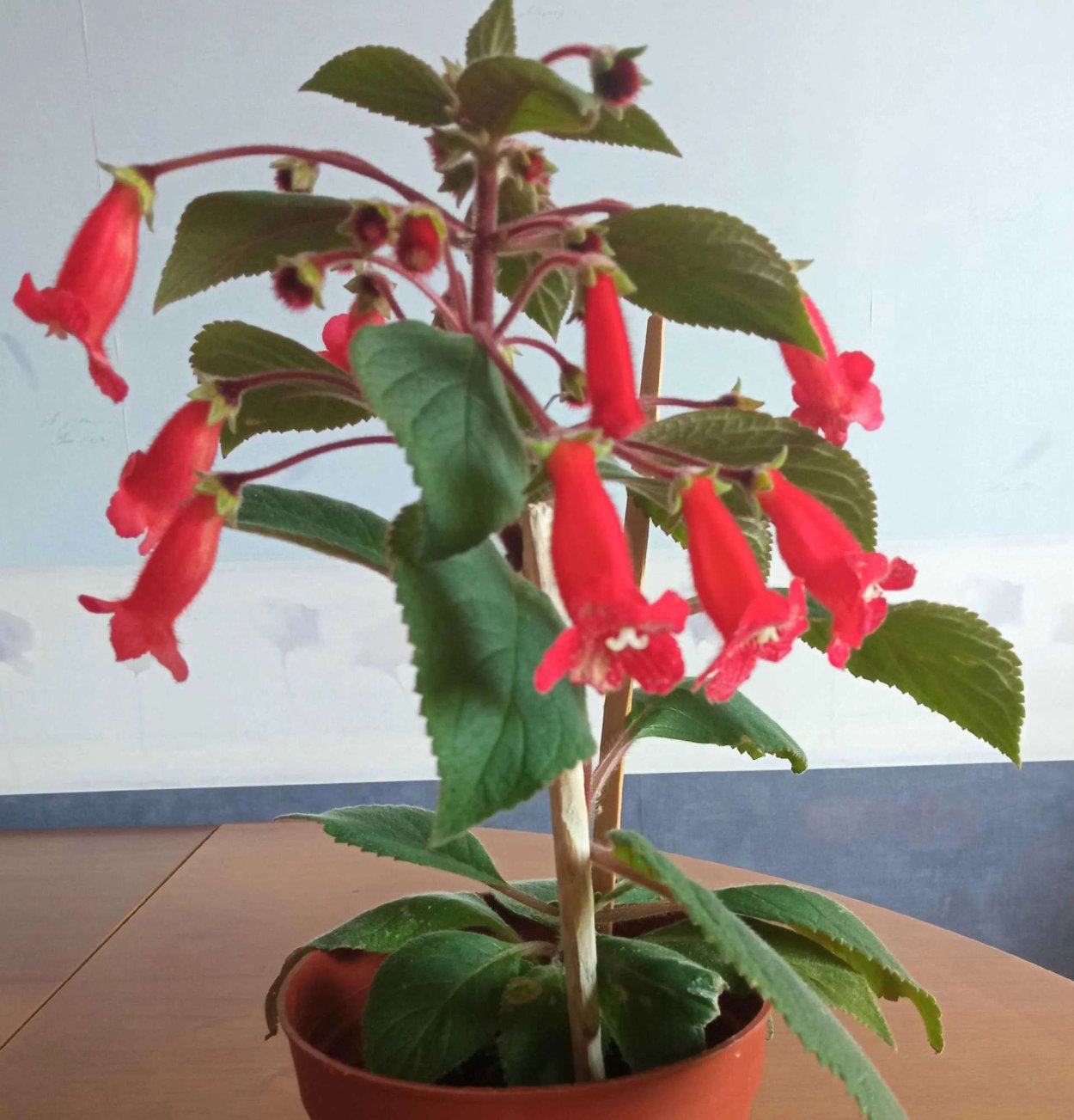 Колерия Elvira