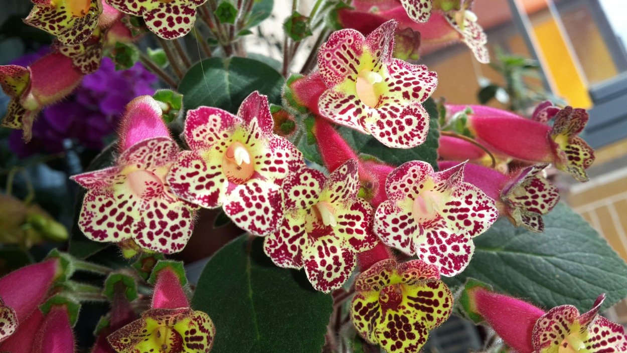 Колерия (Kohleria)