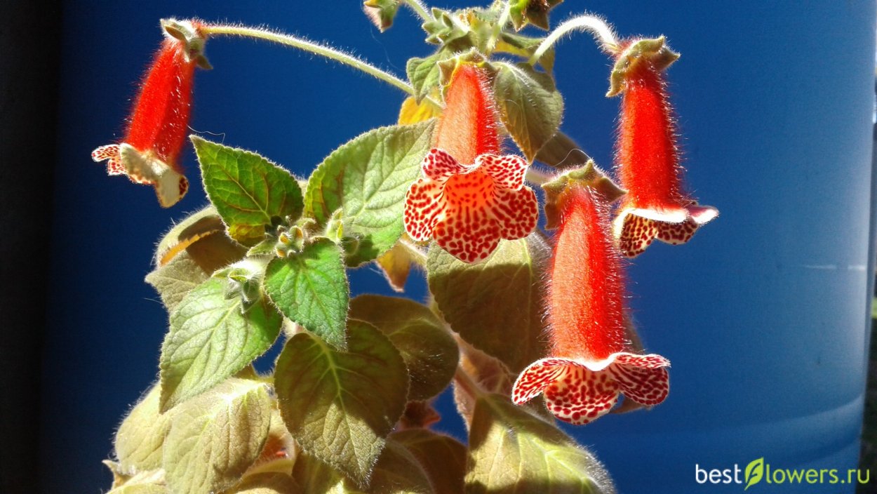 Луизелла геснерии