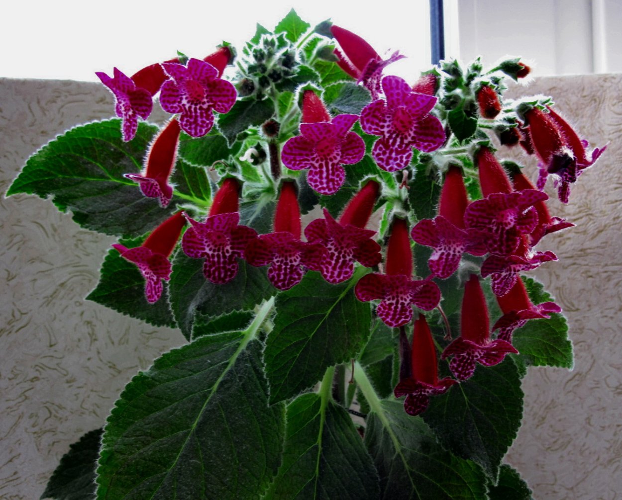 Колерия боготская