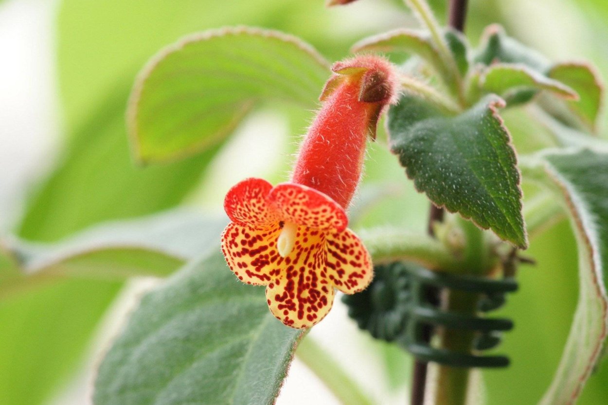 Колерия в горшке