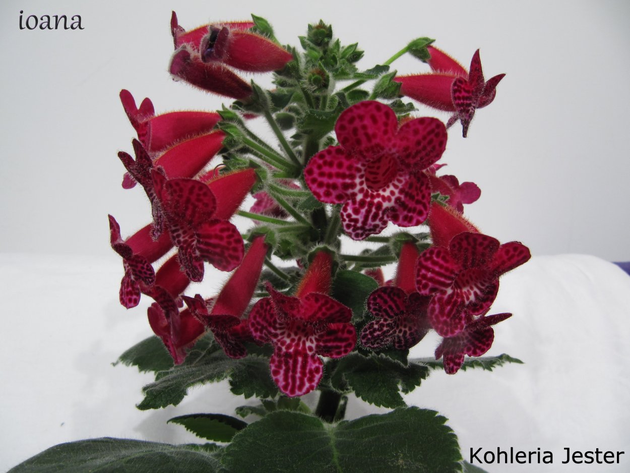 Kohleria Jester (Worley)