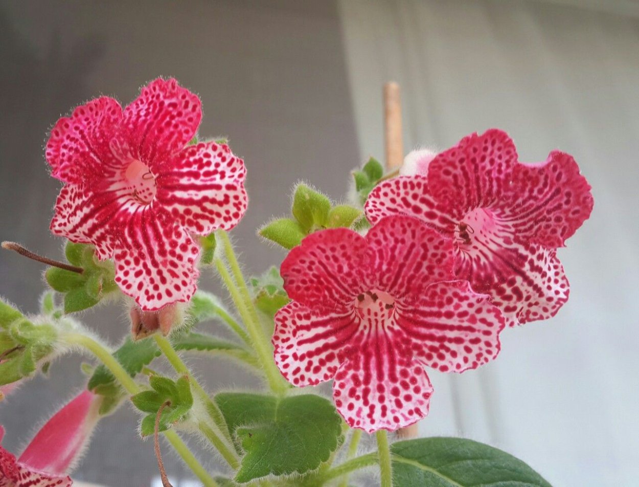 Сорт колерии Эльвира