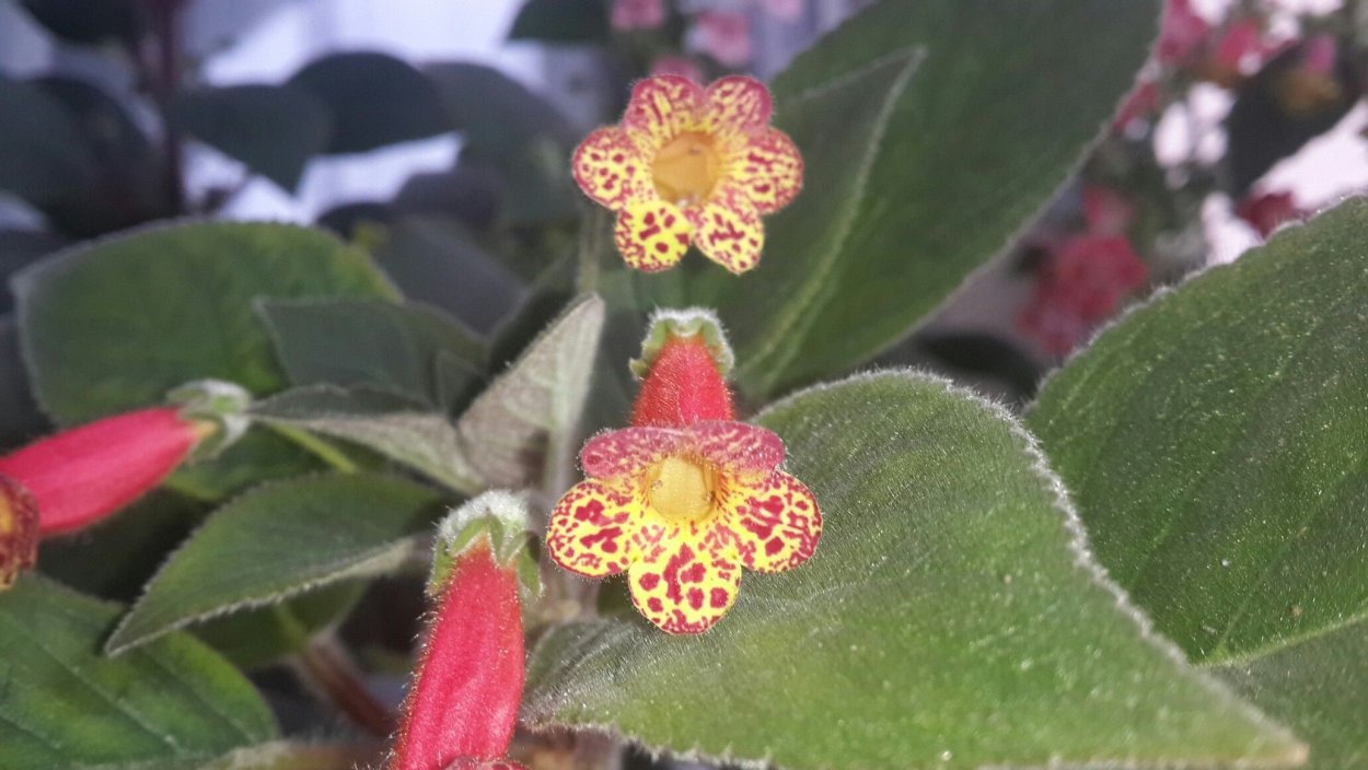 Геснериевые колерия