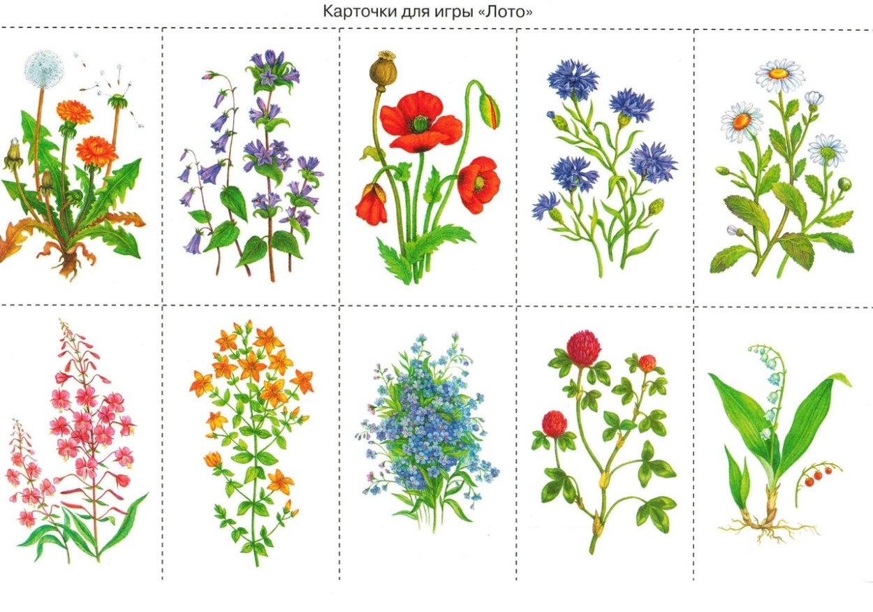 Наглядный материал цветы