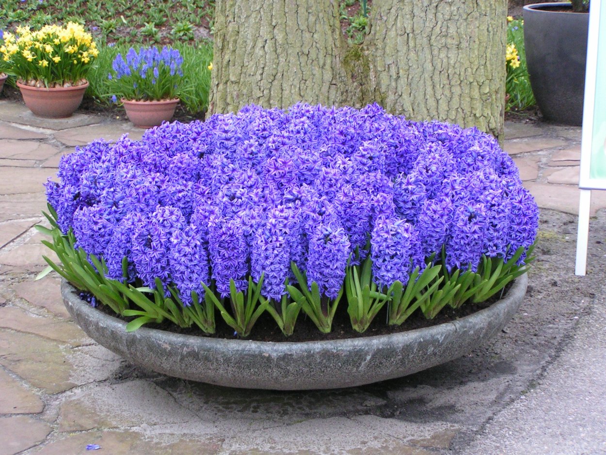 Названия полевых цветов с картинками