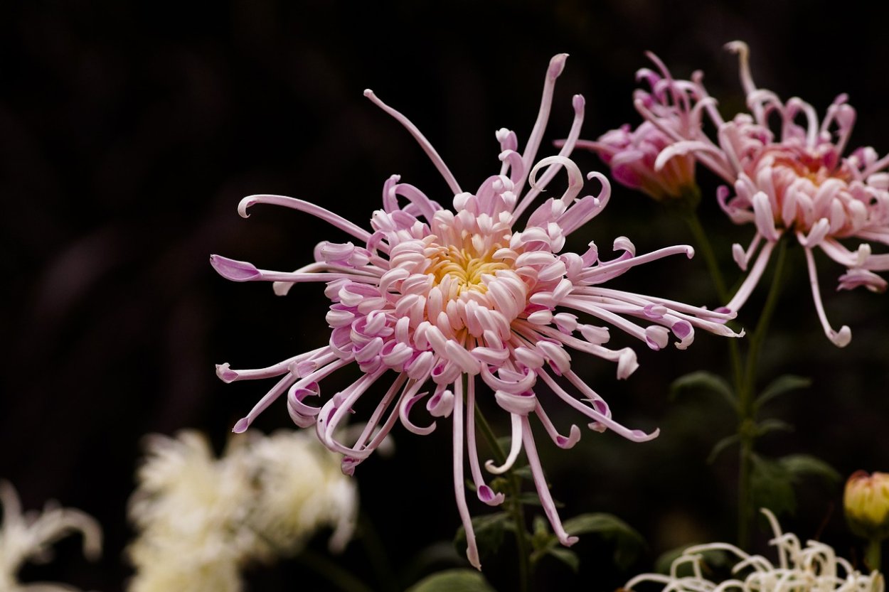 Хризантема паучковая