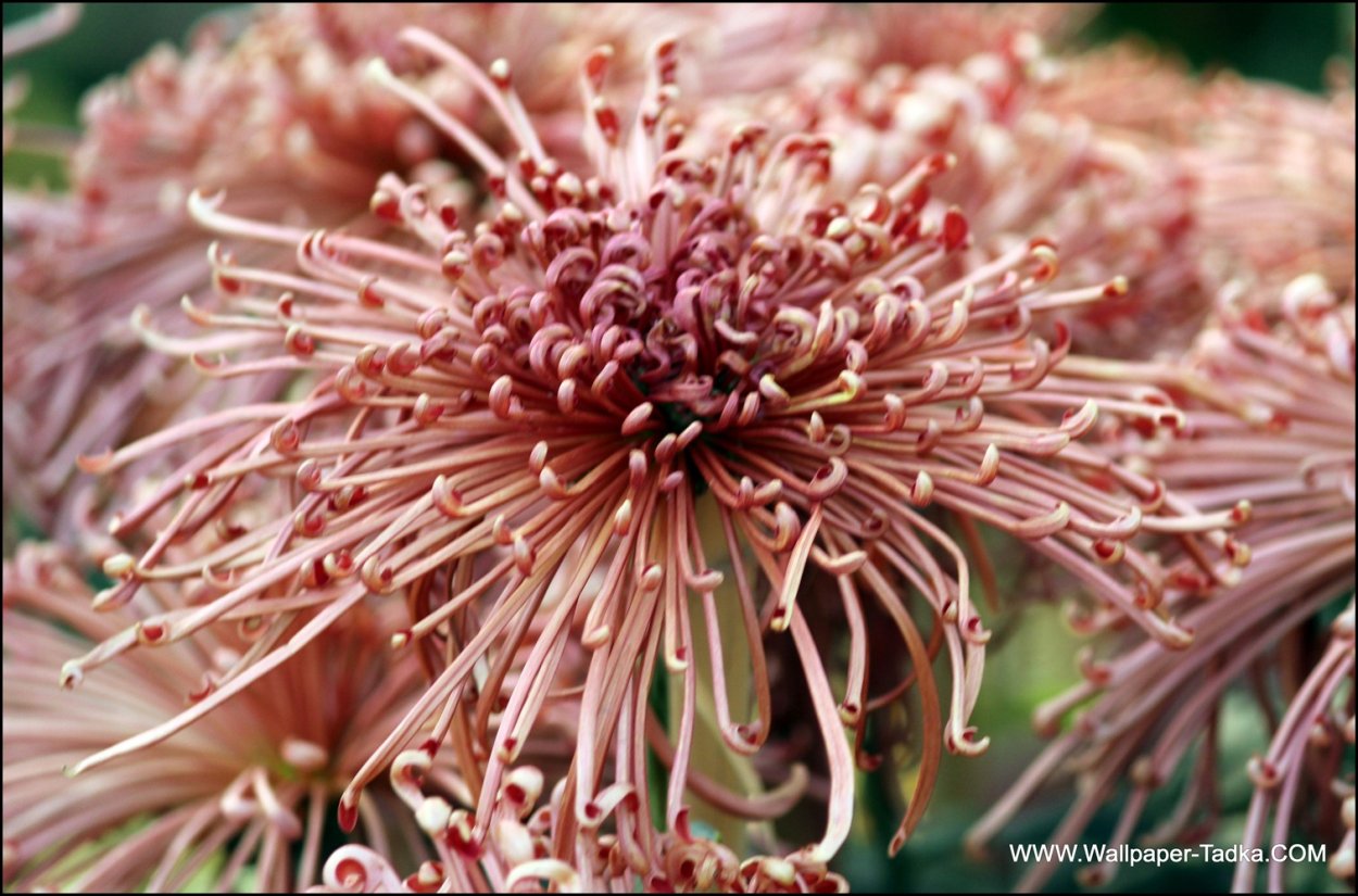 Хризантема са дор Пинк