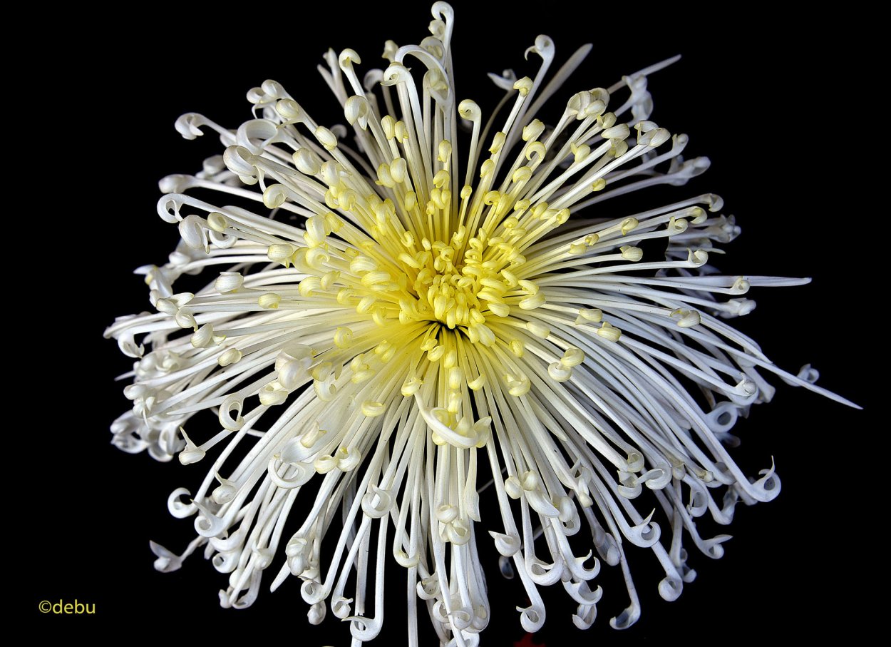 Уайт Спайдер Хризантема