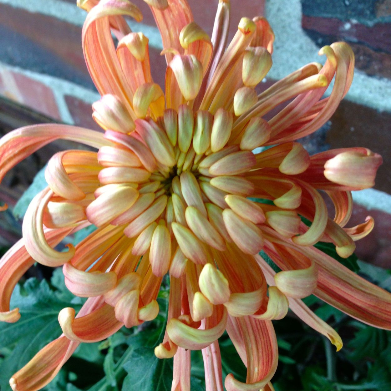 Пауковидная Хризантема