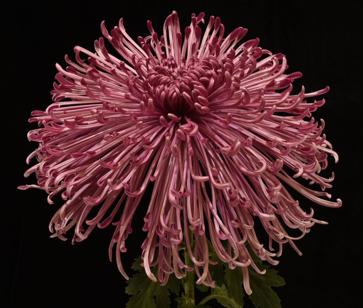 Хризантема Фуджи Сноу