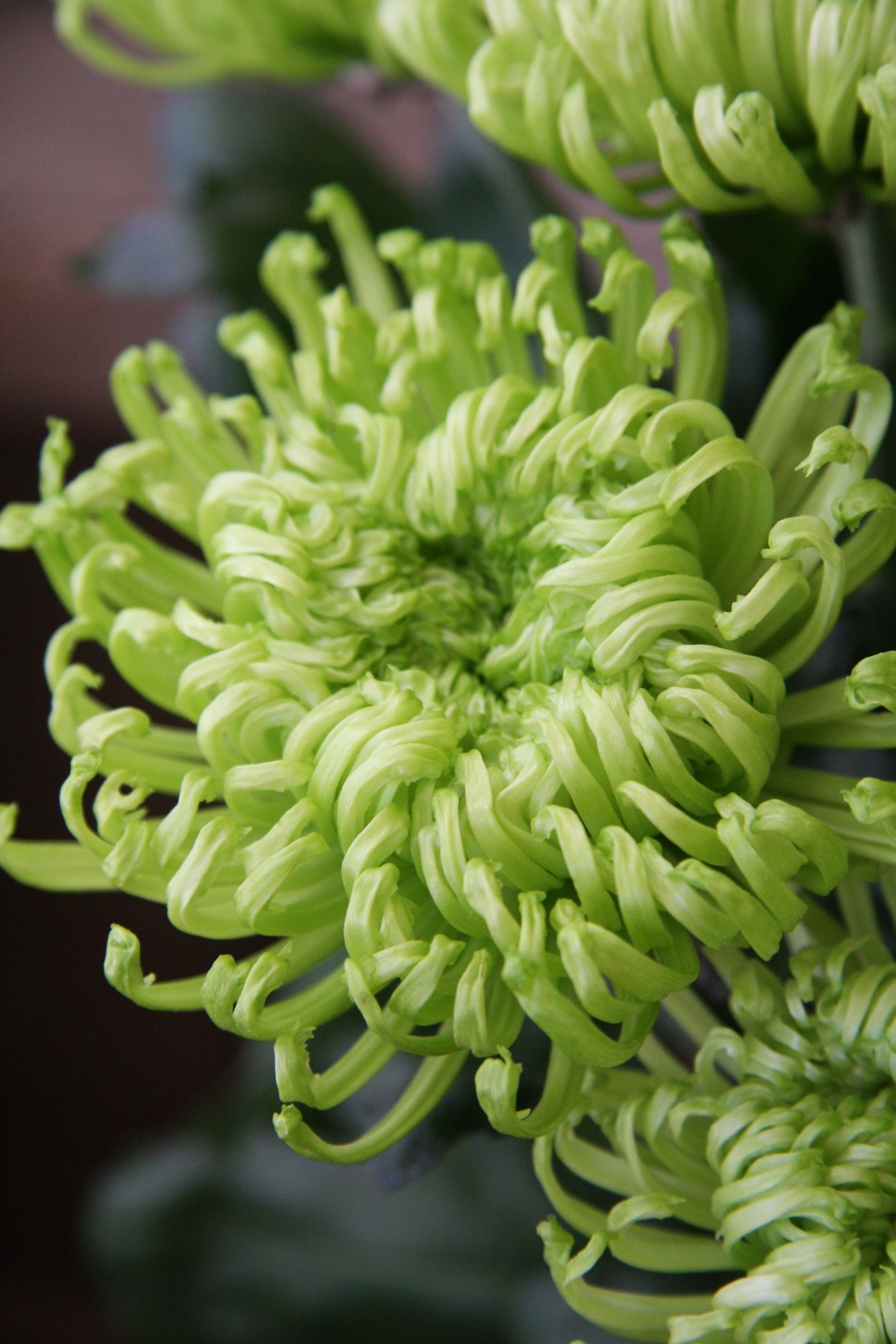 Хризантема Спайдер Пинк