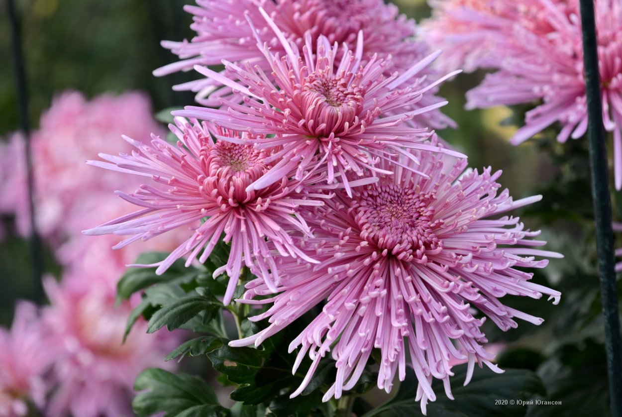 Большие белые хризантемы скетч