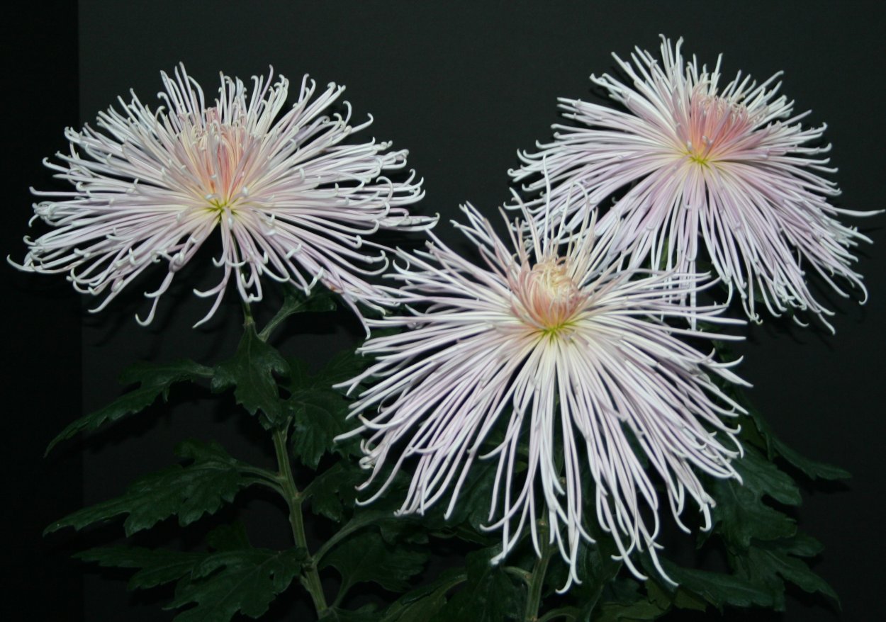 Японская паукообразная Хризантема