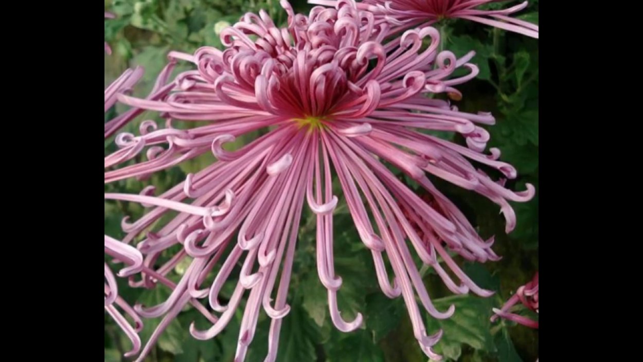 Хризантема Спайдер