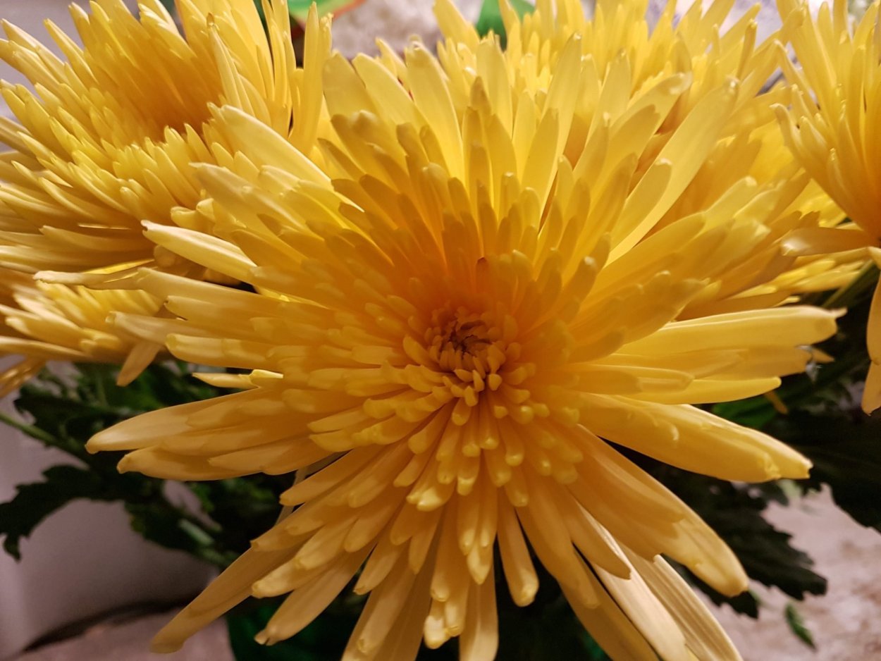 Хризантема Wilhelmina