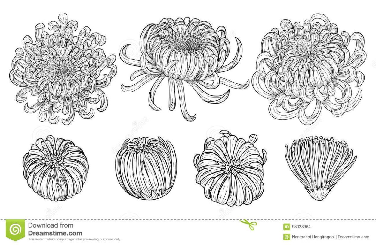 Хризантема шаровидная одноголовая