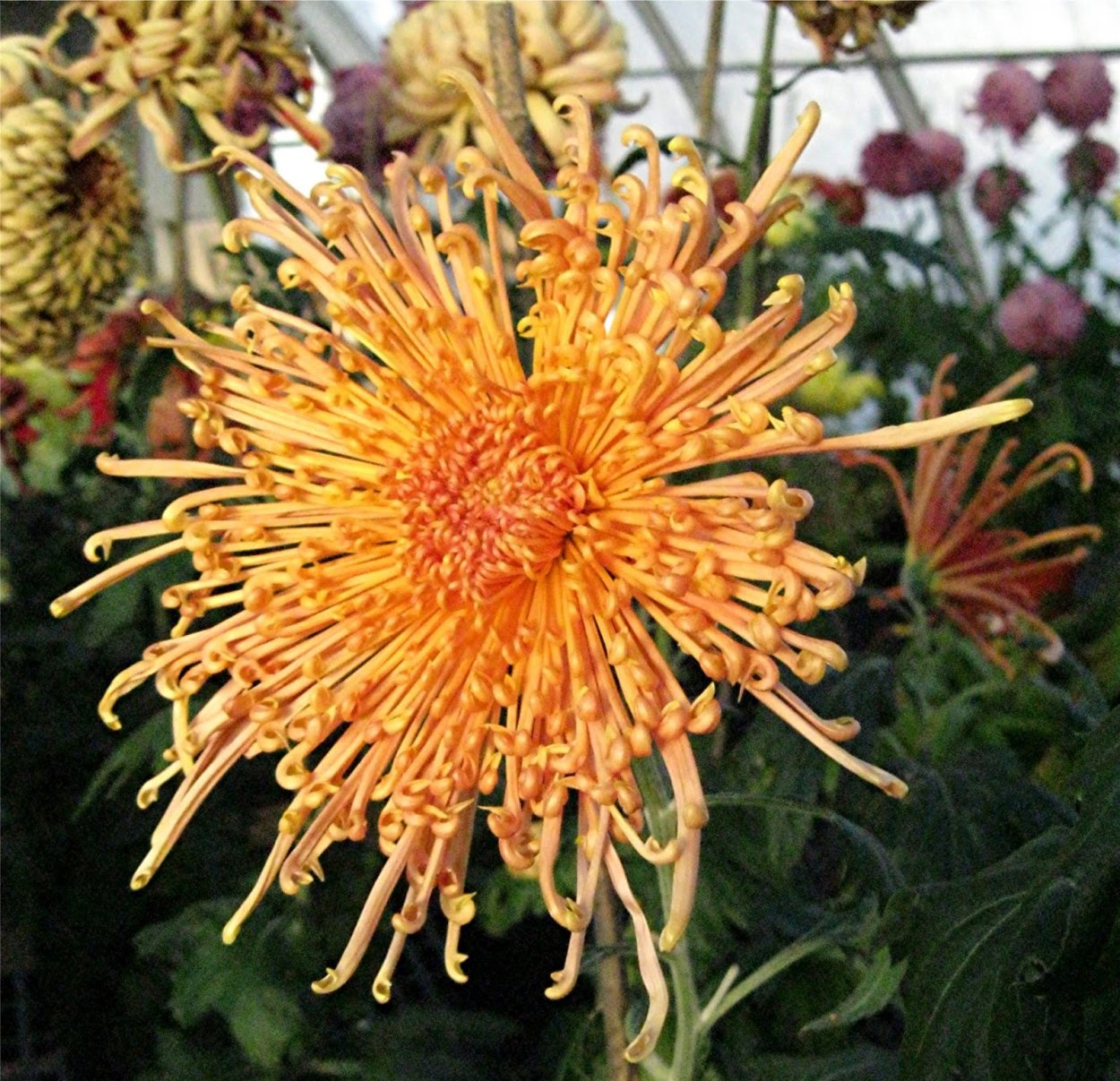 Хризантема Спайдер бронз