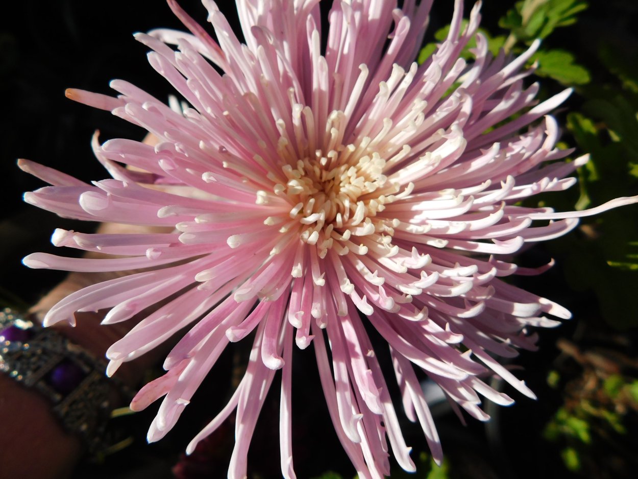 Хризантема спвйдеи Пинк