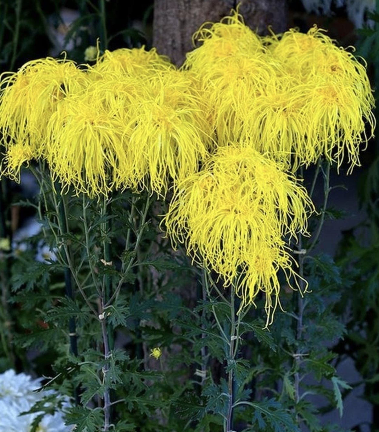 Паучьи хризантемы купить в Москве