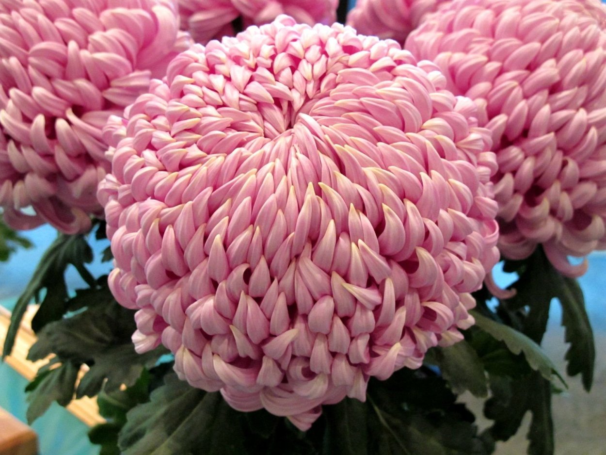 Хризантема корейская Хейди Вейв