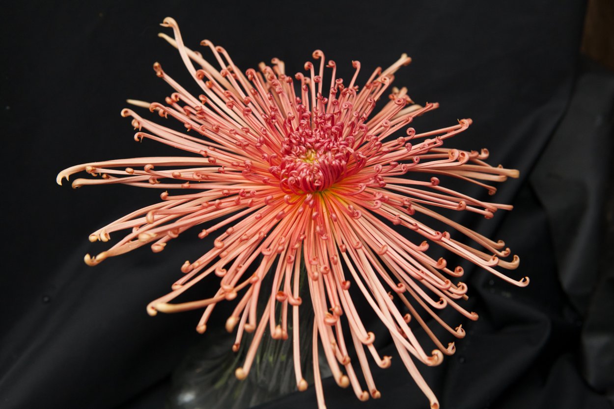 Хризантема Фред Шоесмит