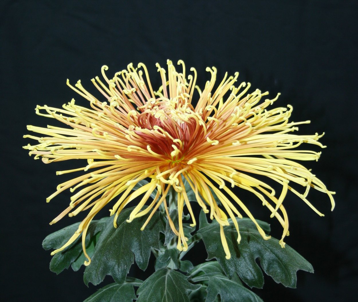 Хризантема паукообразная