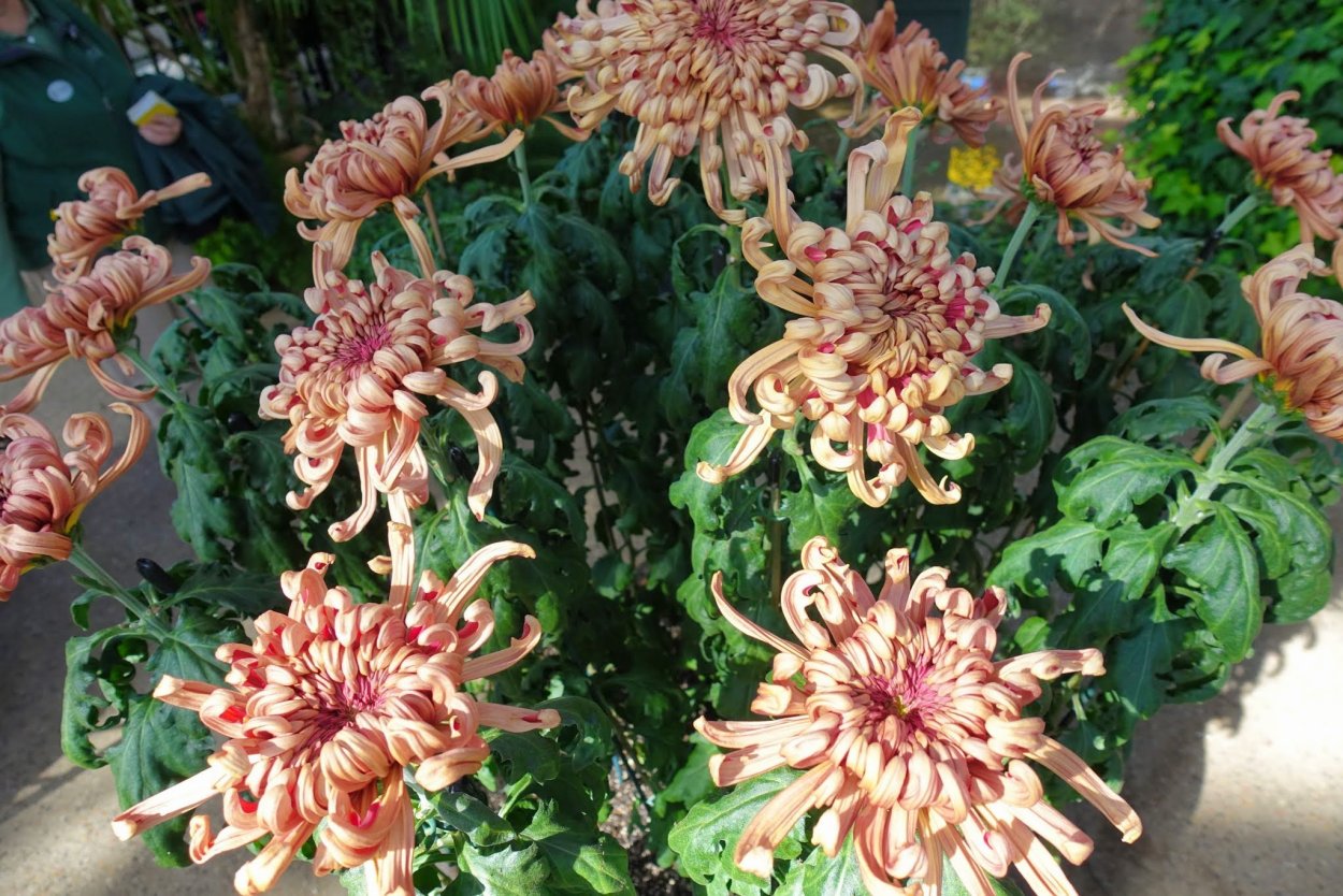 Хризантемы morifolium