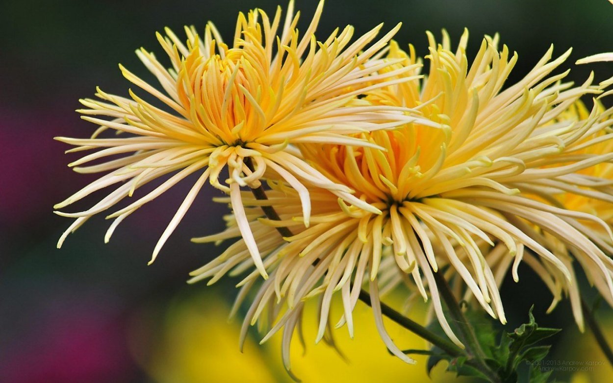 Хризантема игольчатая кудрявая