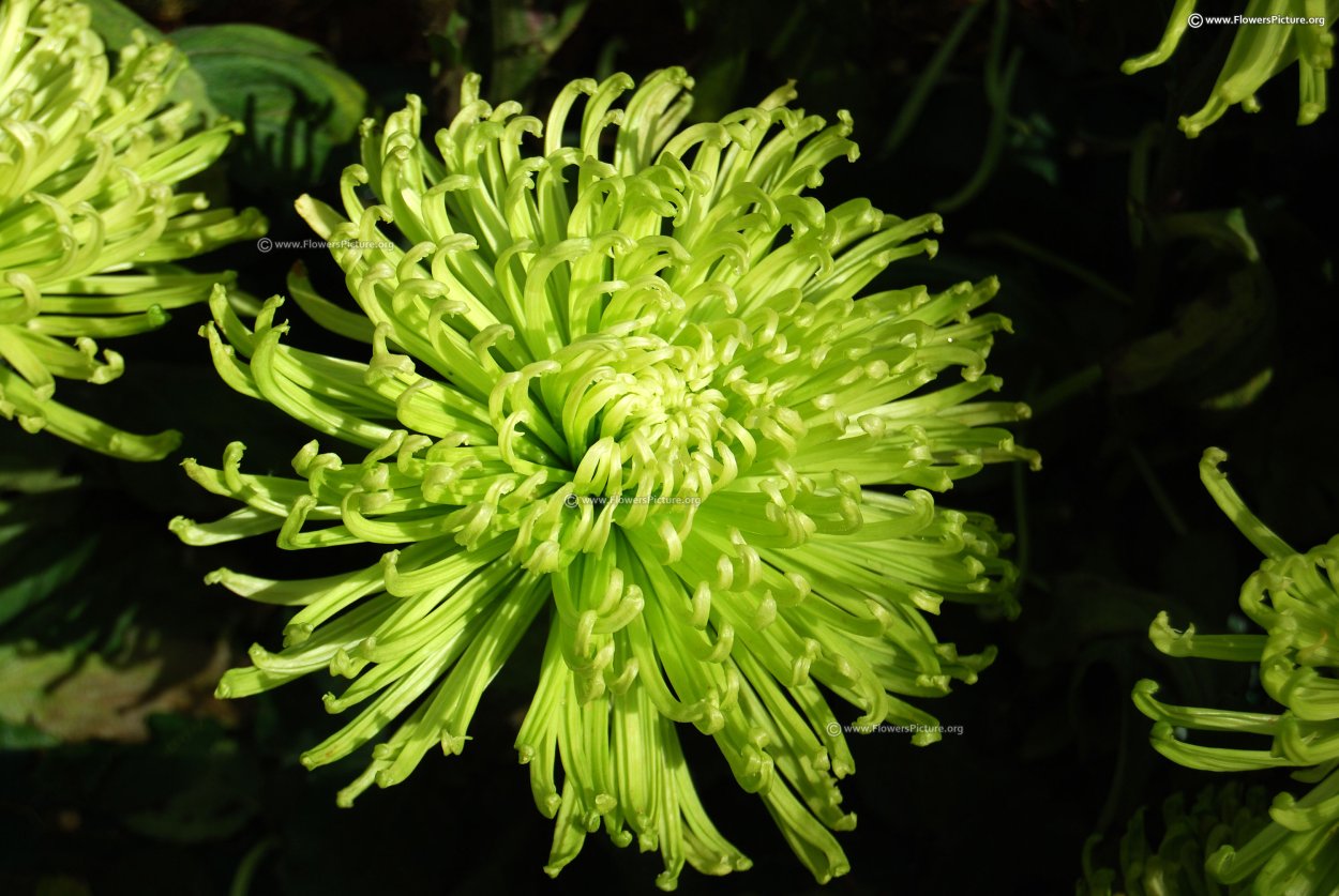 Хризантема игольчатая белая