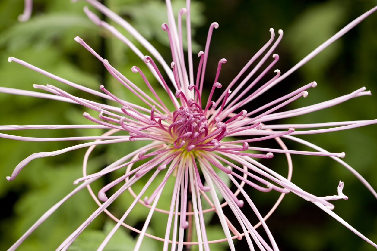 Хризантема паукообразная