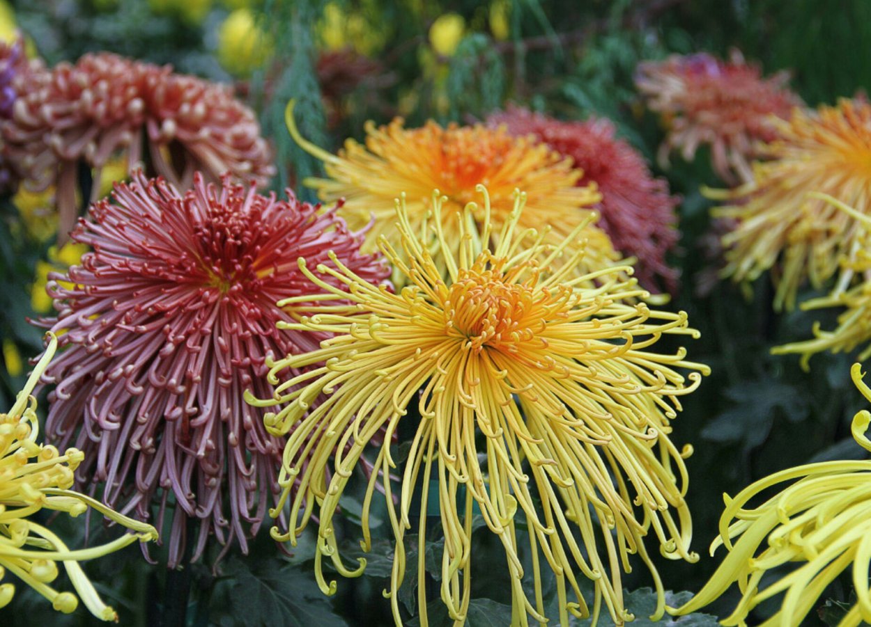 Хризантема спринг