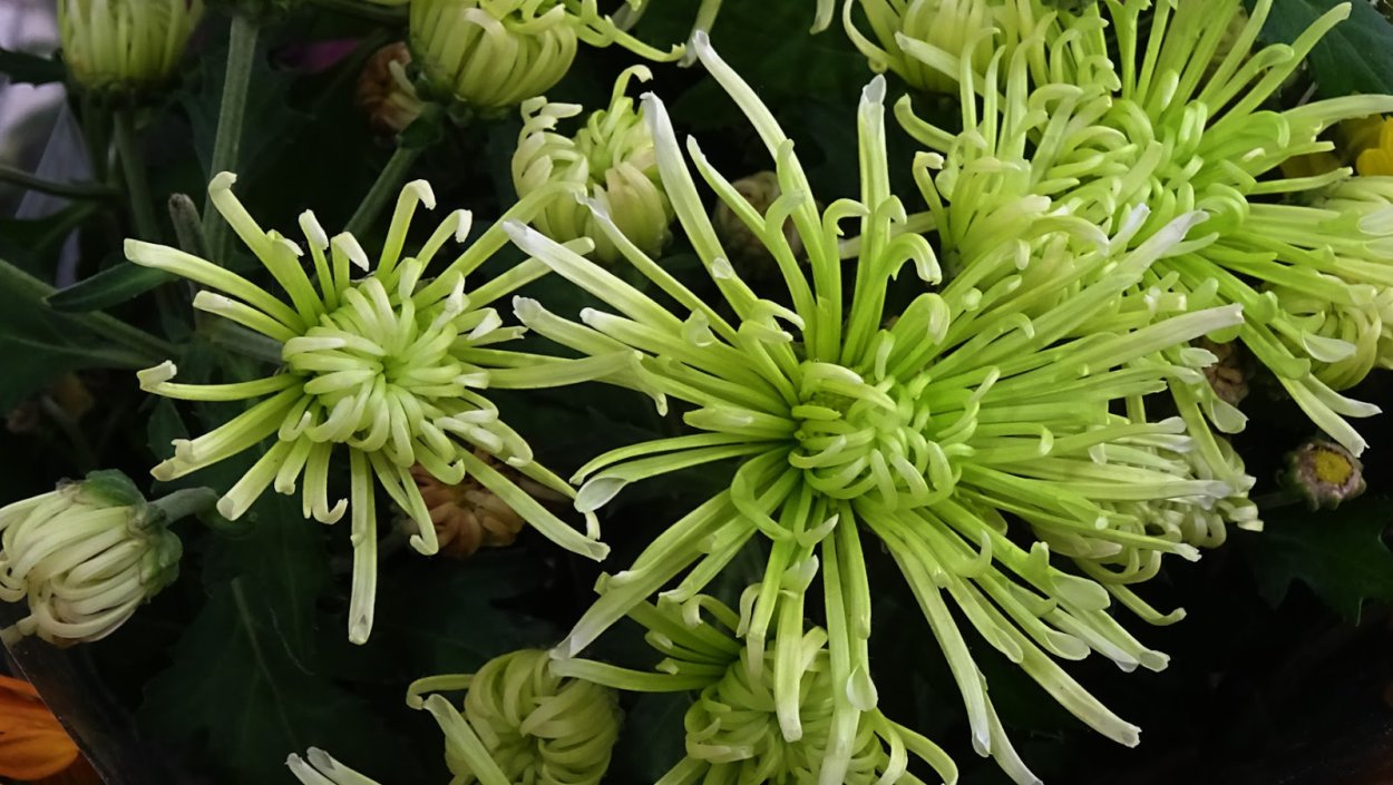 Хризантема Спайдер Елоу