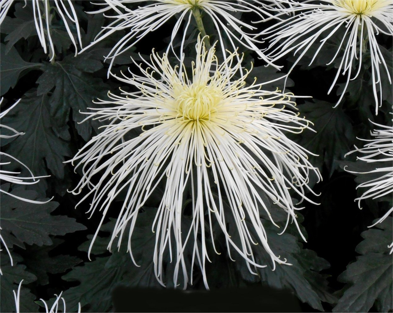 Хризантема паукообразная