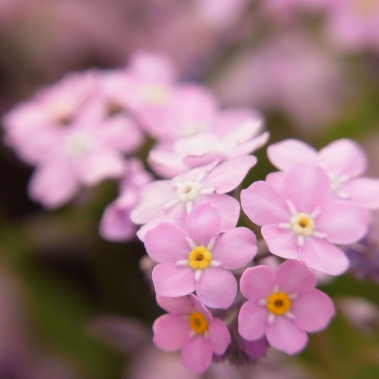 Маленькие цветы