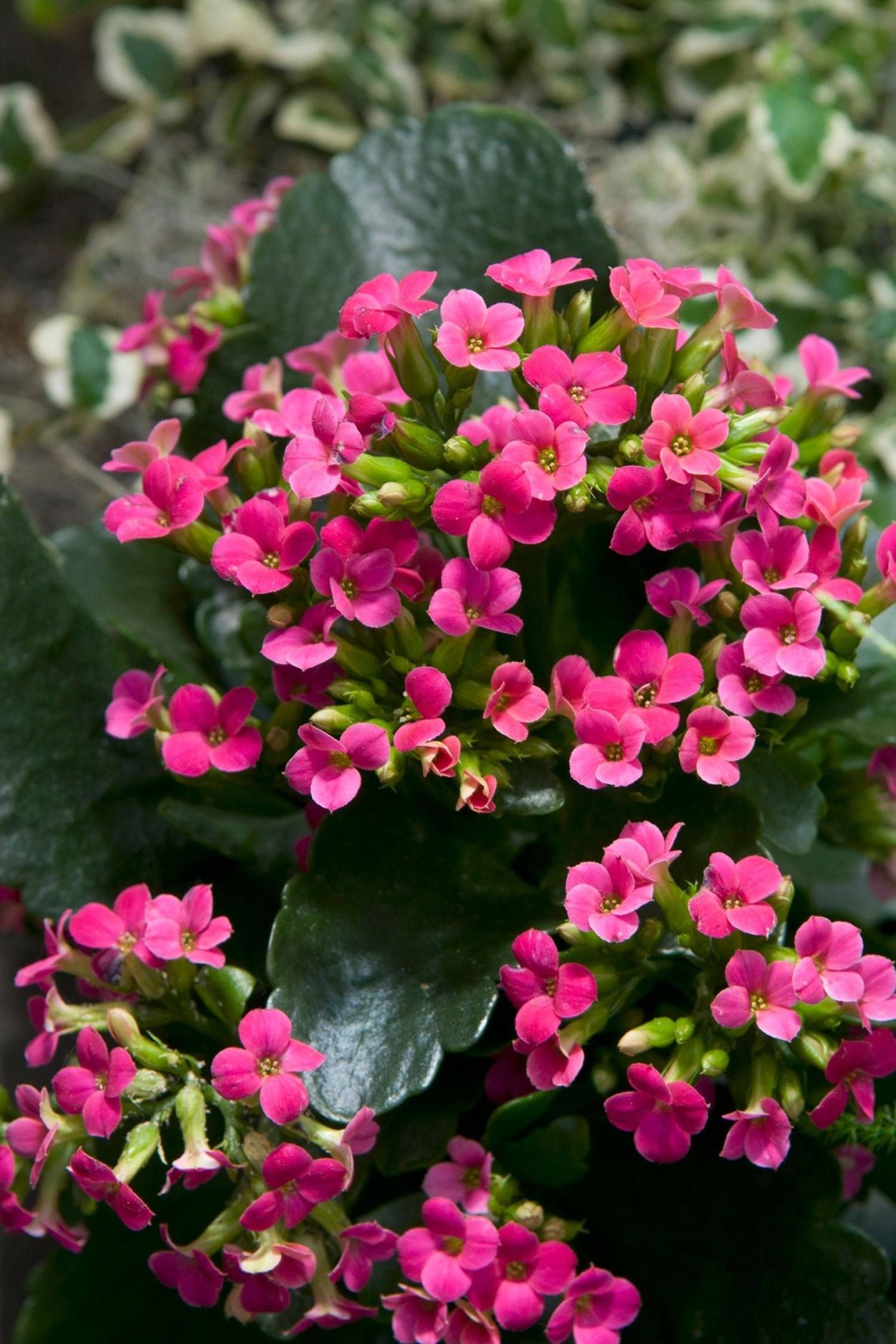 Гипсофила ползучая розовая