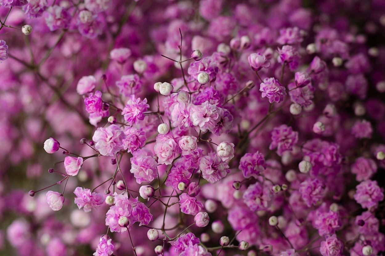 Гипсофила метельчатая Пинк фестиваль