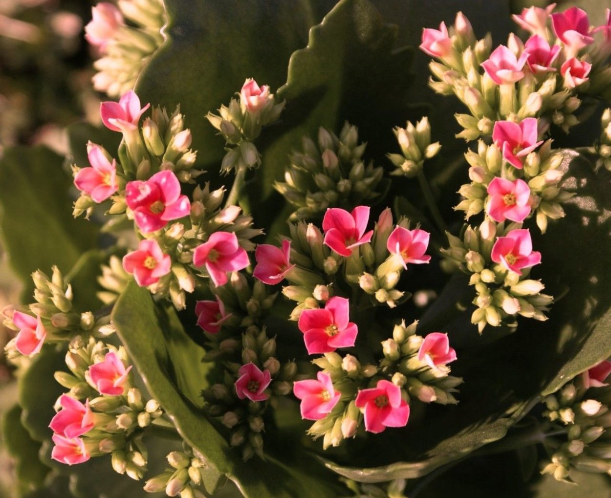 Каланхоэ Блоссфельда листья