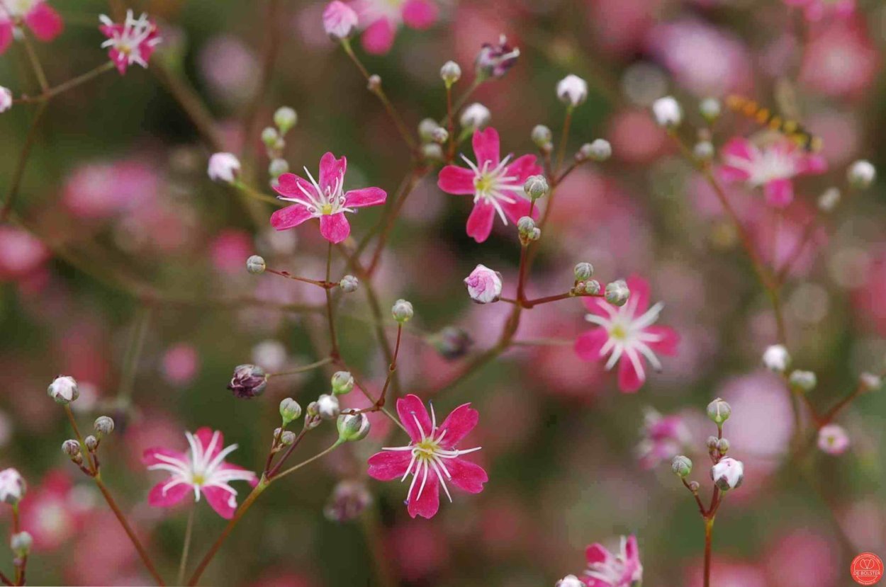 Растение с розовыми цветочками