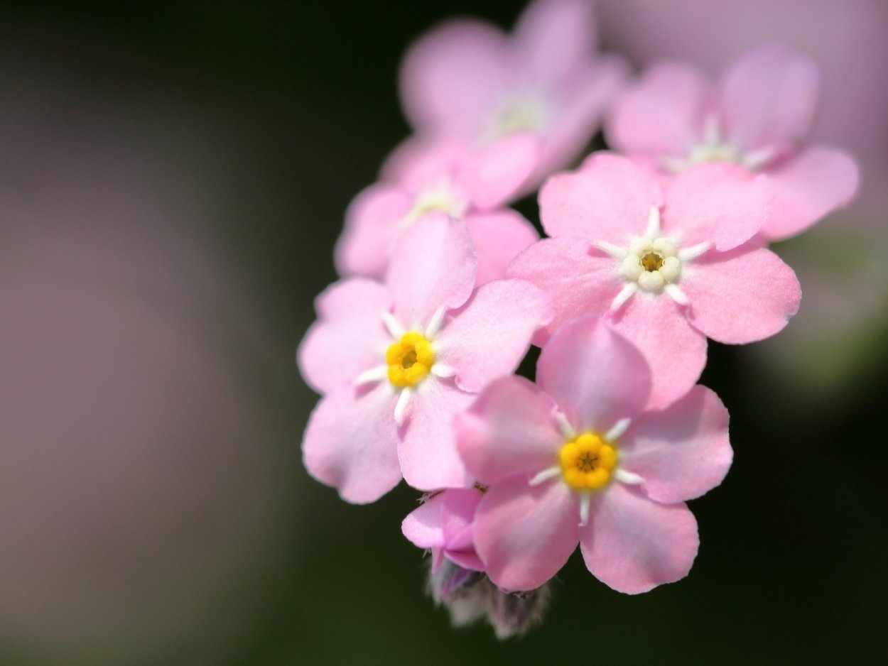 Вереск горшечный