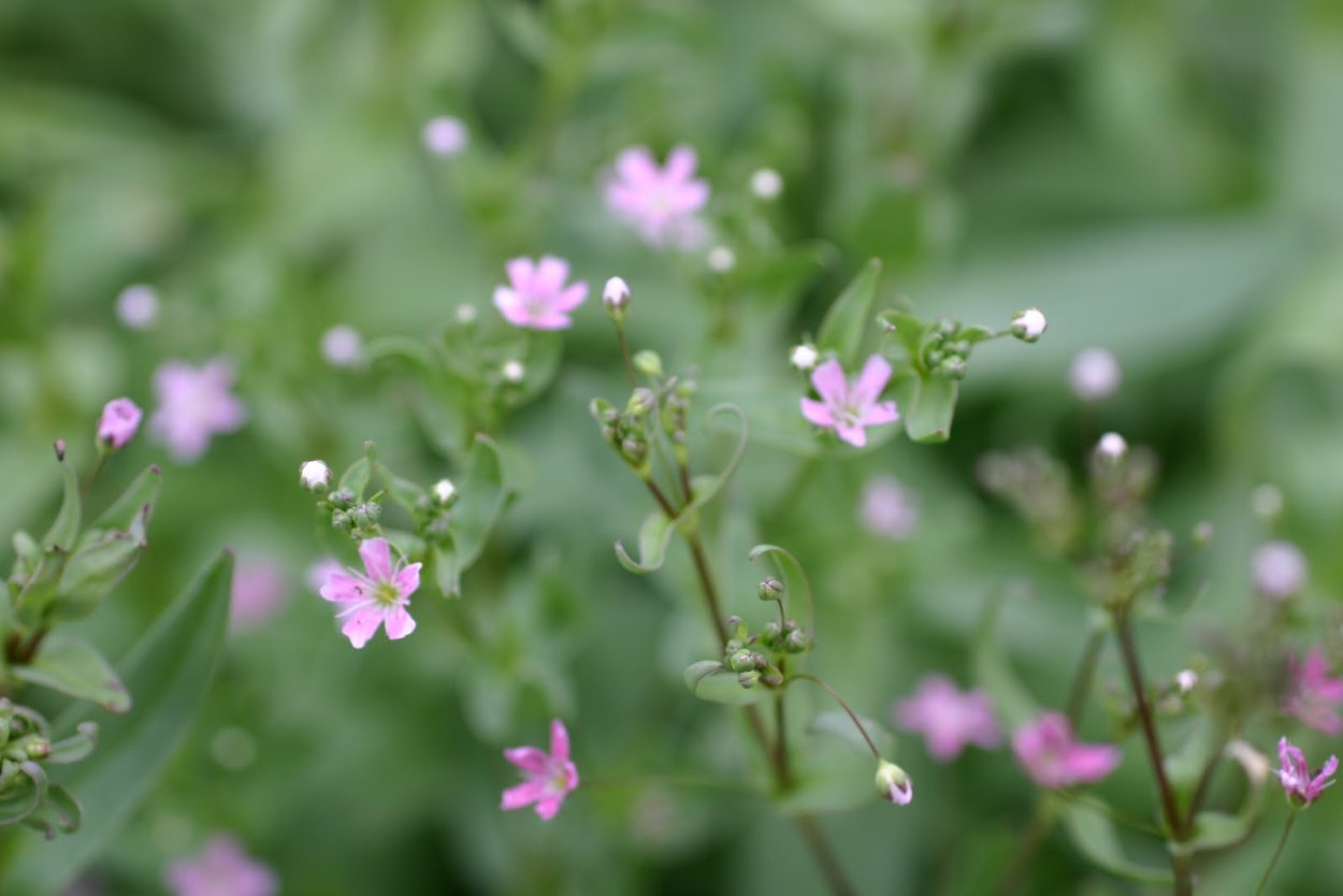 Растение с мелкими розовыми цветочками
