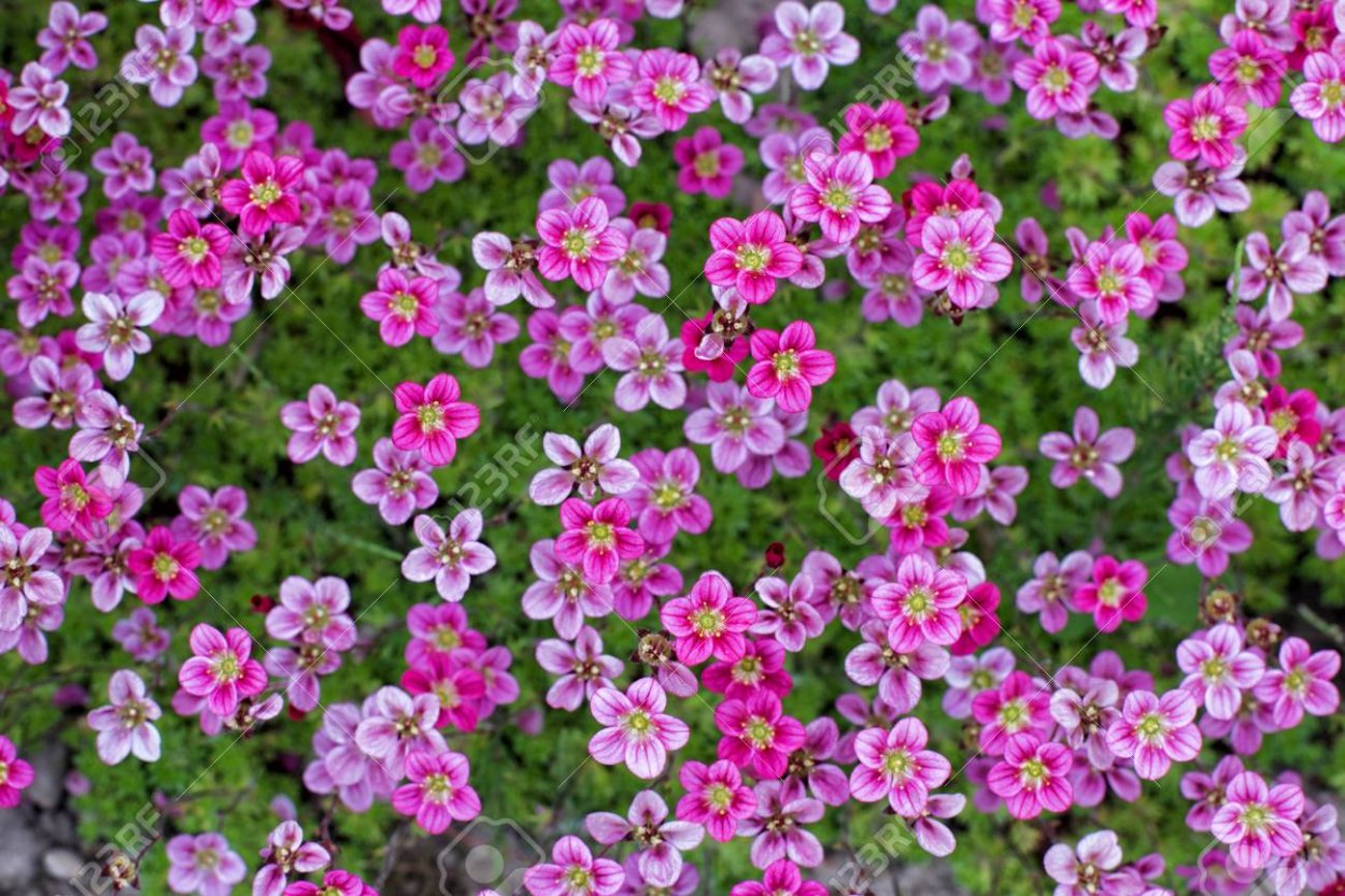 Бегония вечноцветущая красная