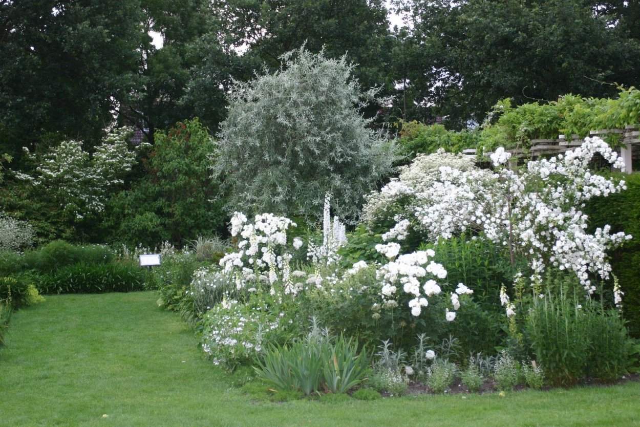 Гортензия спирея чубушник