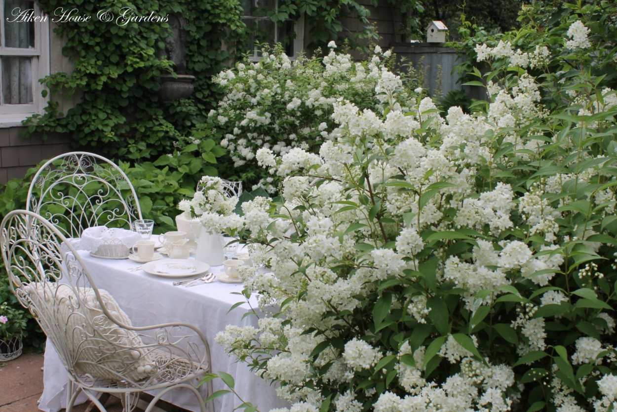 Гортензия метельчатая с можжевельником казацким