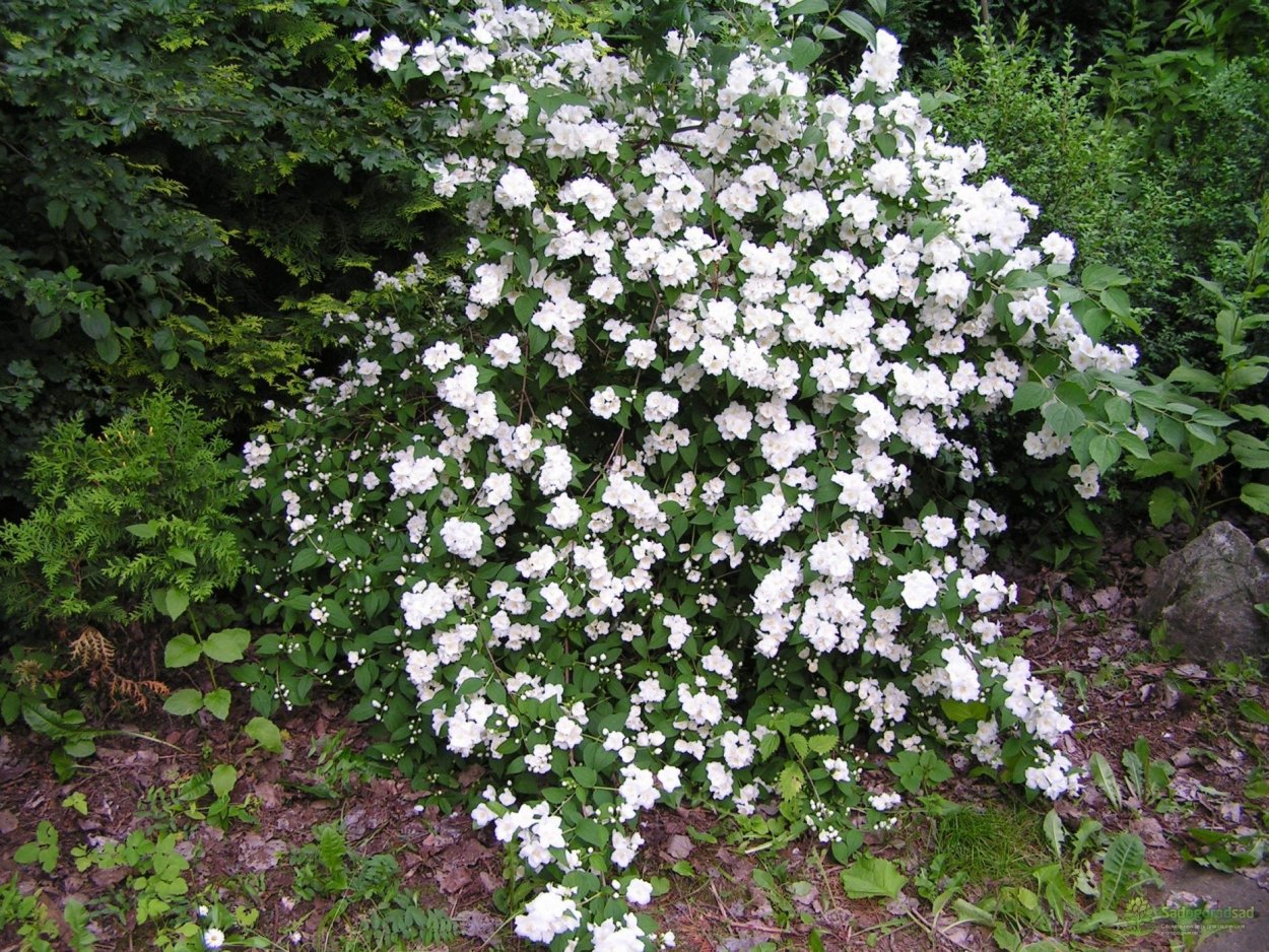 Дерен калинолистный