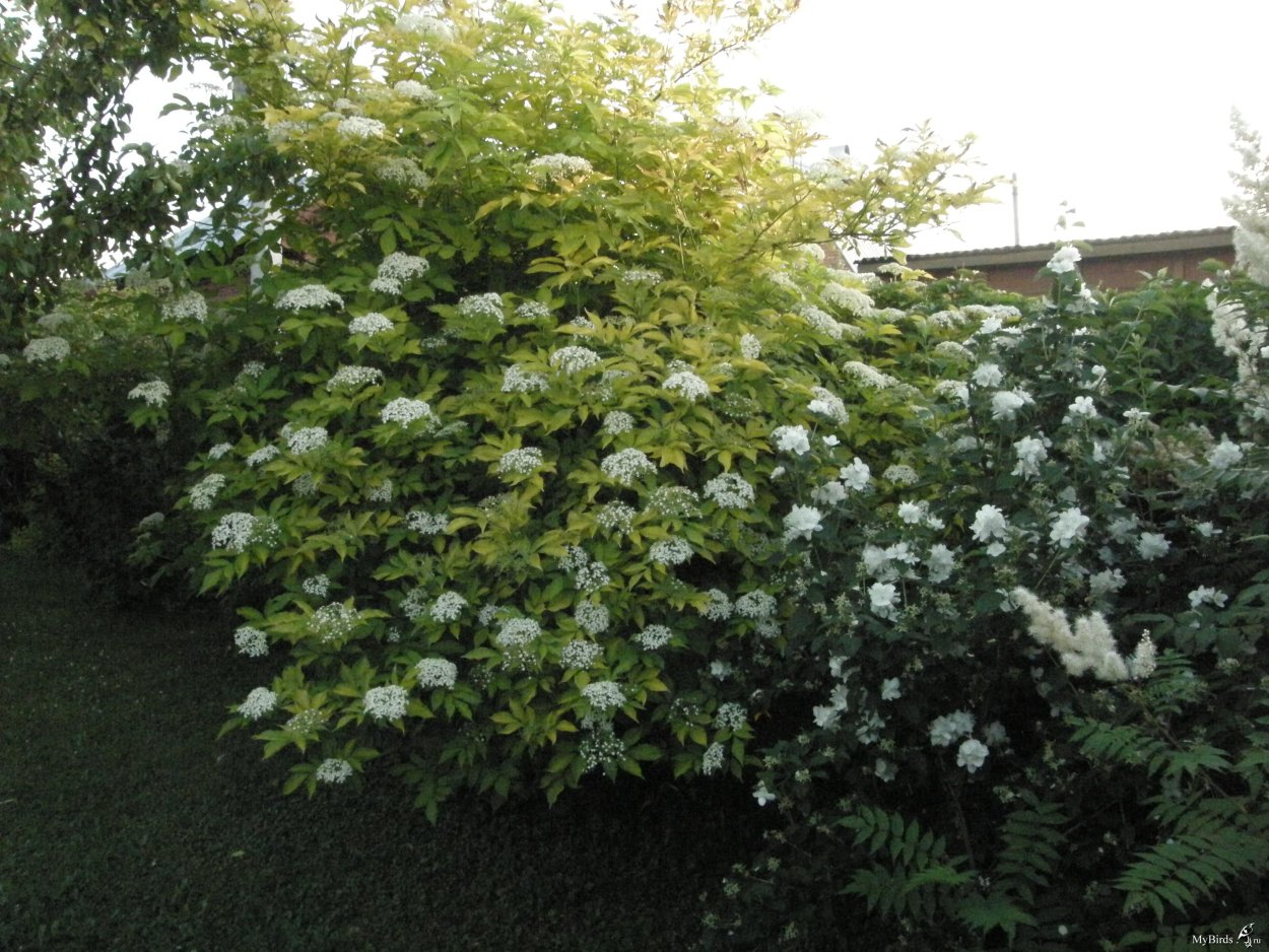 Живая изгородь пузыреплодник и дерен