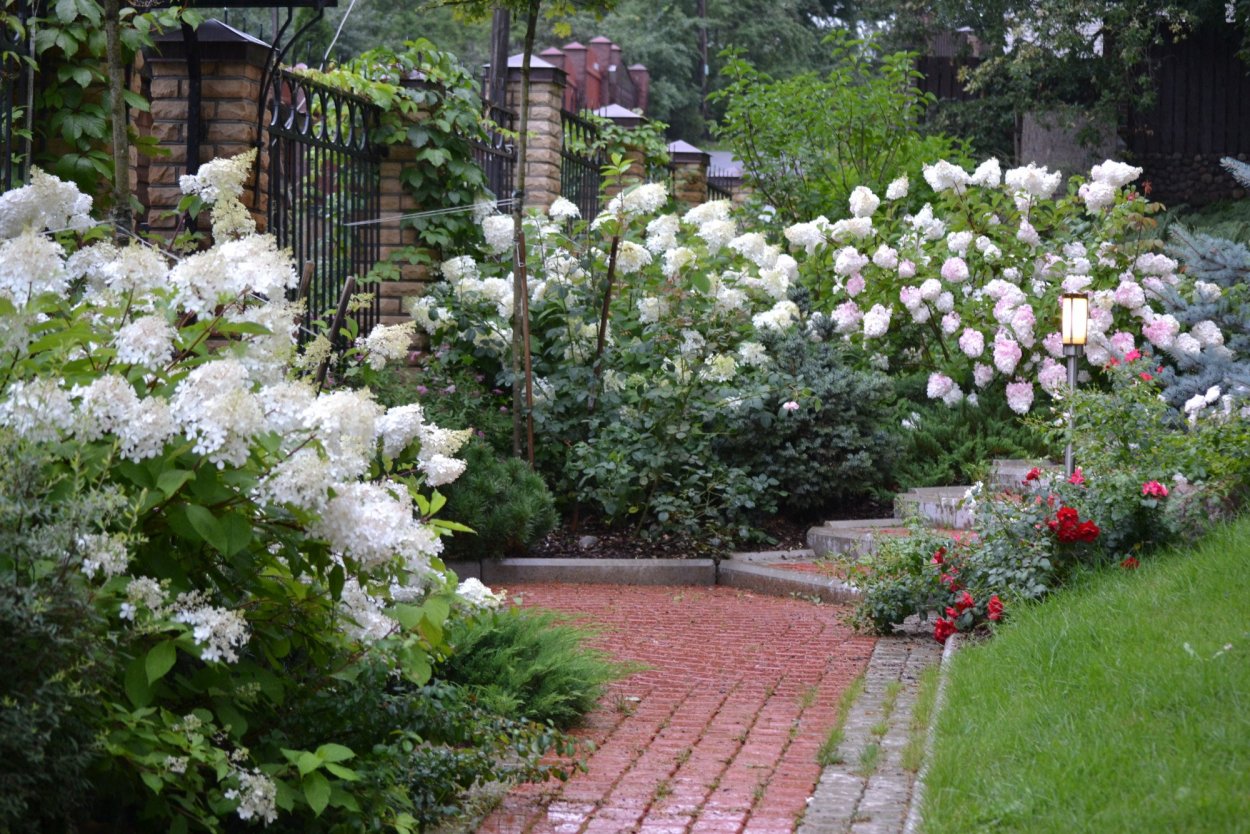 Гортензия Лаймлайт Живая изгородь
